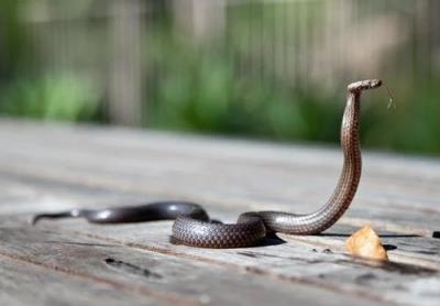  Aussie researchers show how venomous snakes alter course of human evolution 