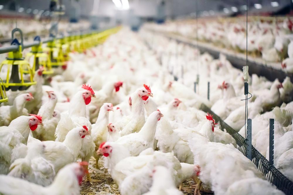Israel reports outbreak of bird flu at southern farm