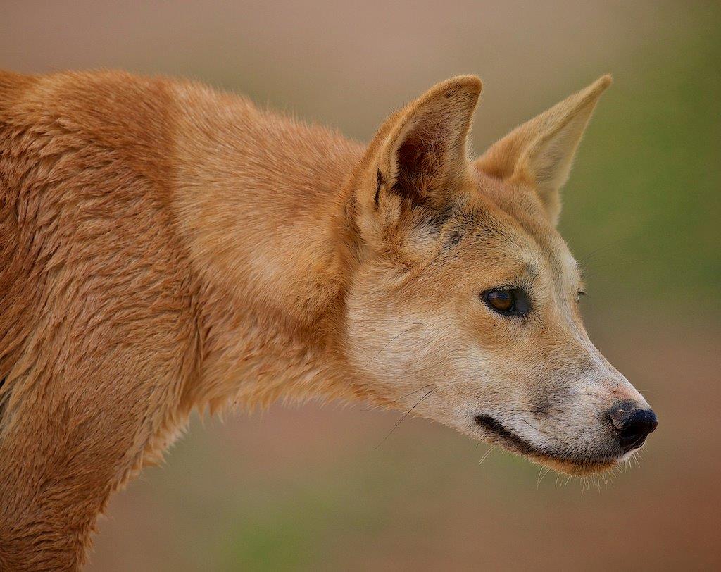 Ever wondered who would win in a fight between a dingo and a wolf