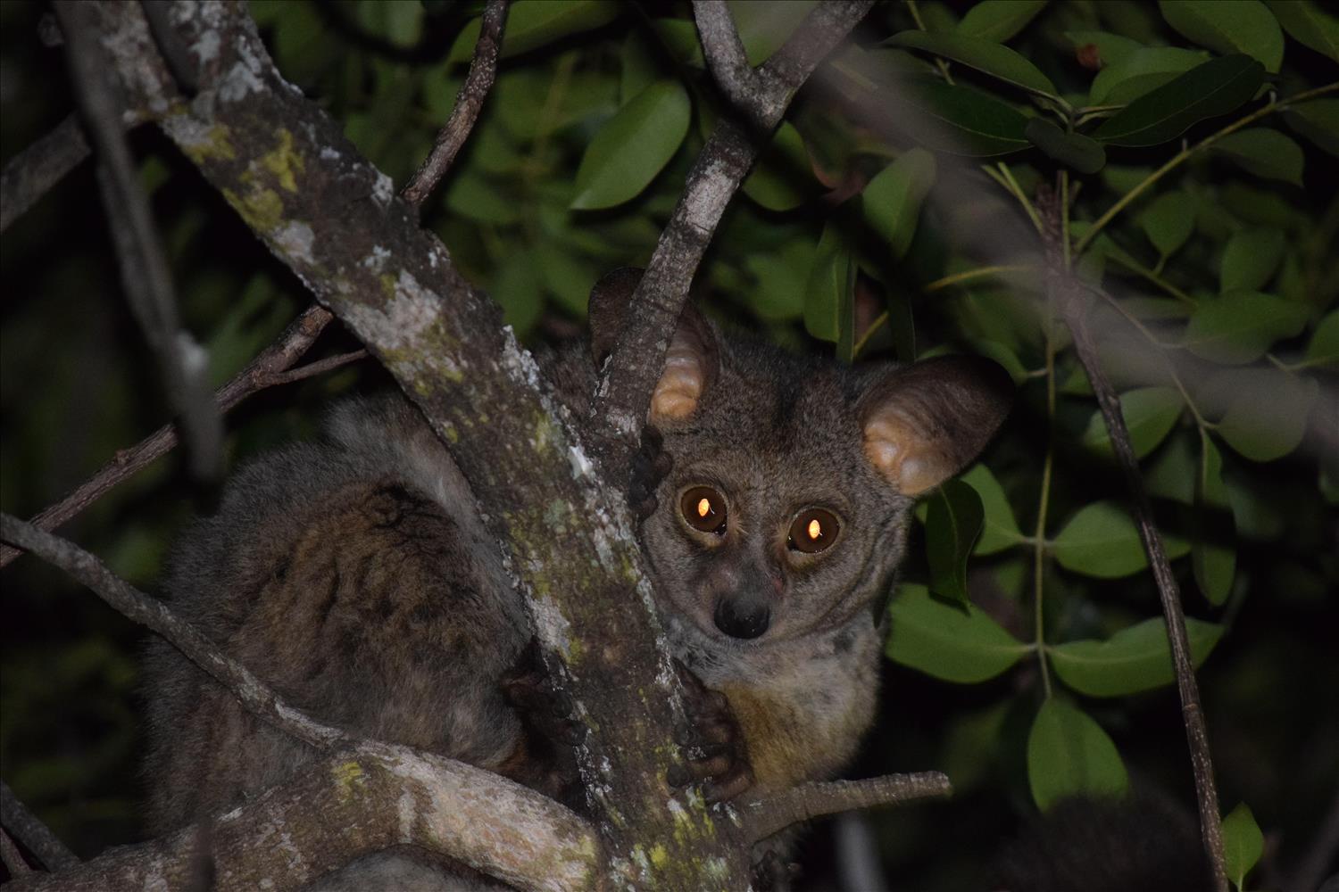 Even bushbabies get stressed: here's how we know, and what it means