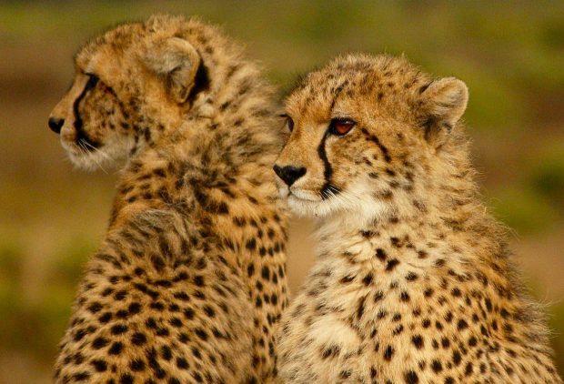 Somalia - Wild Cat Trade: Why the Cheetah is Not Safe Just Yet