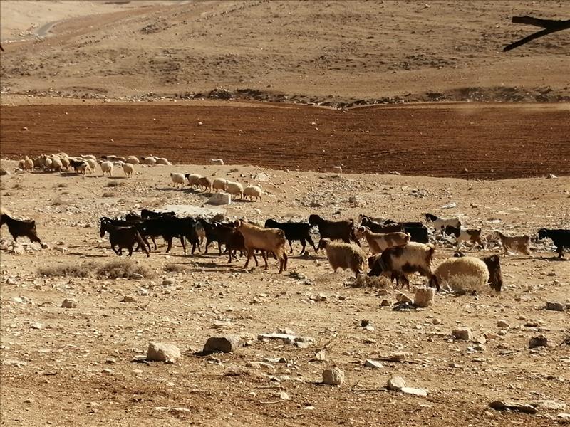 الاردن - الكرك: مزارعو المحاصيل الحقلية يعيشون قلق ضعف الموسم المطري