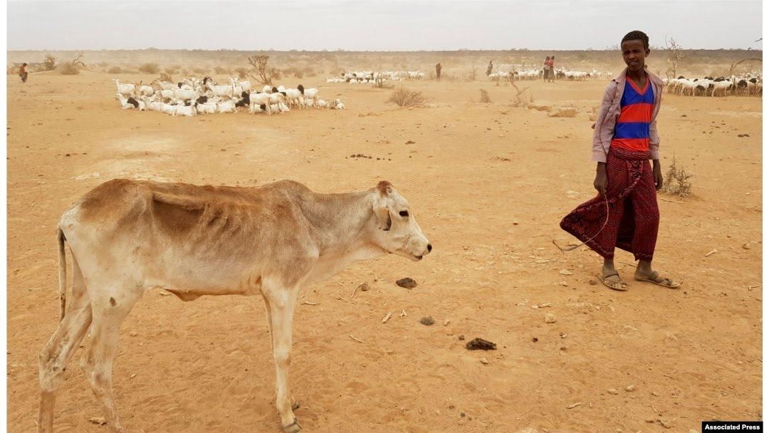 Somaliland Goes Into Drought Red Alert