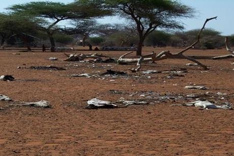 الاردن - أرض الصومال تعلن حالة الطوارئ بسبب الجفاف
