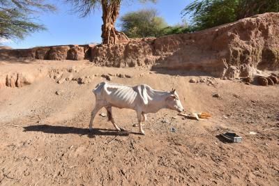  Drought kills 62,585 animals in Tanzania 