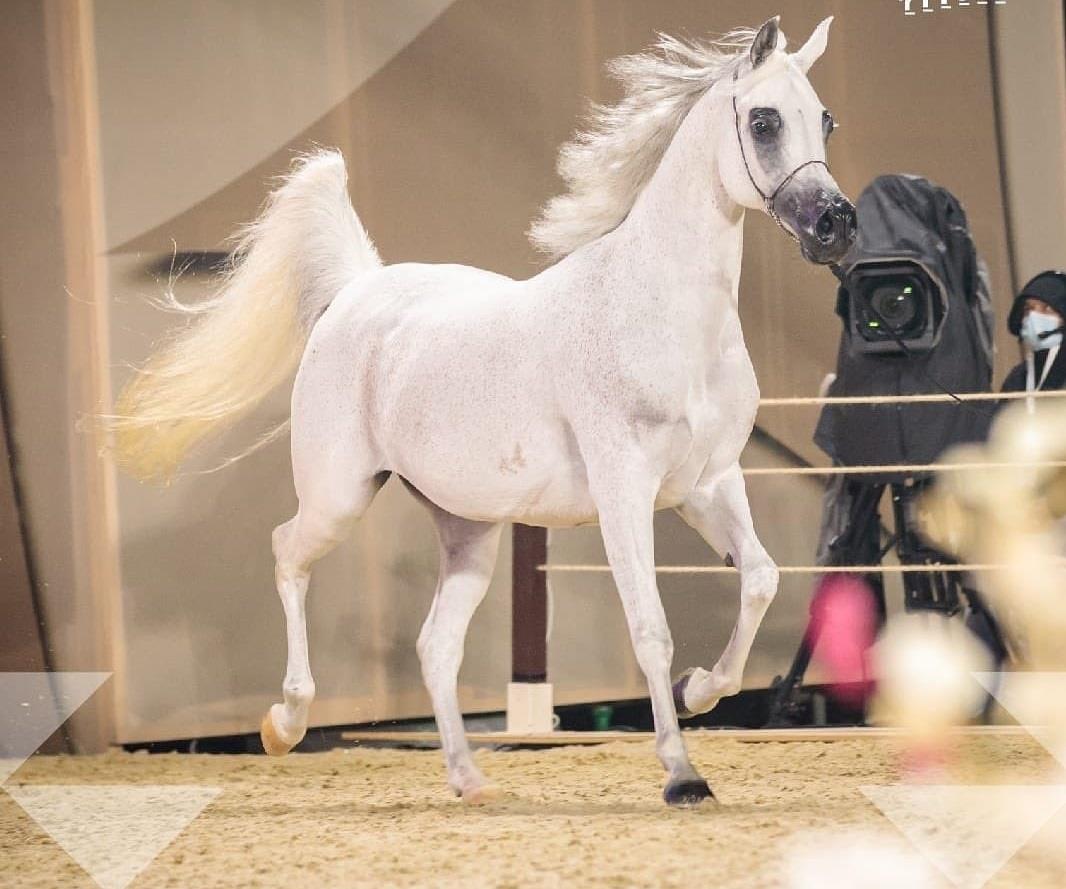 Qatar - Arabian Peninsula Horse Show to be held from February 2 to 5