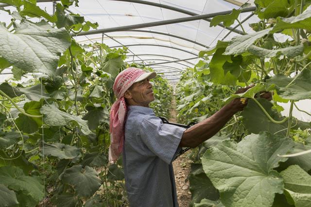 Jordan - Netherlands provides 4.13-m-euro grant to enhance climate change adaptation in agriculture