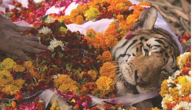 Qatar - Farewell to 'supermum' tiger Collarwali