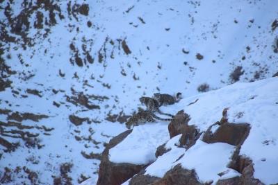  Snow leopard, 2 cubs caught on camera in Himachal's high mountains 