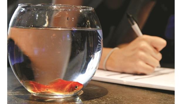 Qatar - Pet care firm stops selling fish bowls — they drive fish mad and kill them!