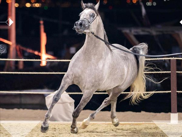 Qatar - Ticket sales open for Katara's Arabian Peninsula Horse Show, Title Show