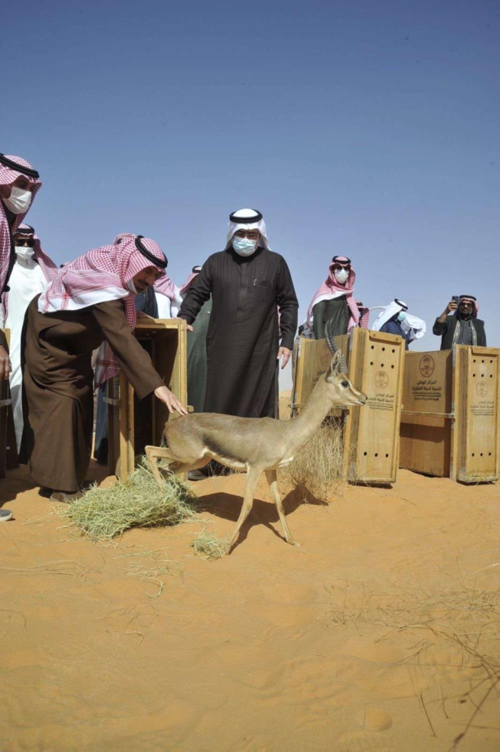 السعودية - أمير نجران يطلق 50 كائنا فطريا مهددا بالانقراض