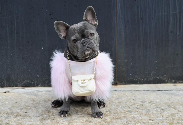 UK - Why thieves are snatching French bulldogs across the US