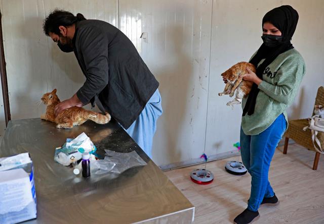 UK - Stray animals find solace at Iraq animal shelter