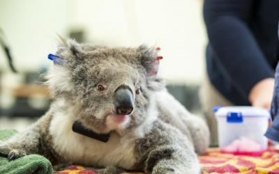  Australia triples funding for koala conservation 
