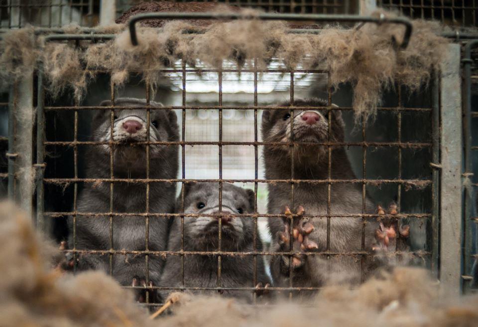 Rep. Nancy Mace Shepherds Sweeping Ban on Mink Farming to Passage ...