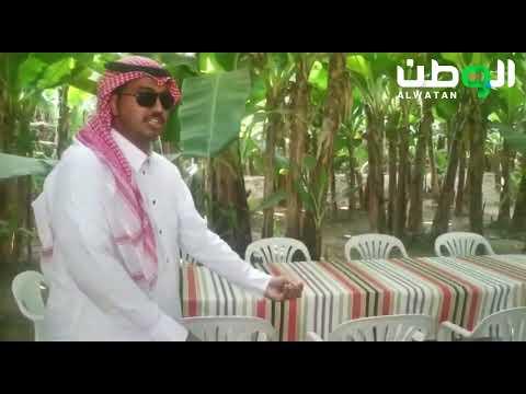 السعودية - مزرعة موز تجذب سياح بيش