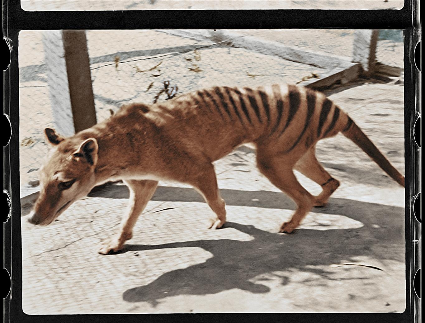 Scientists announce plans to resurrect extinct Tasmanian tiger 