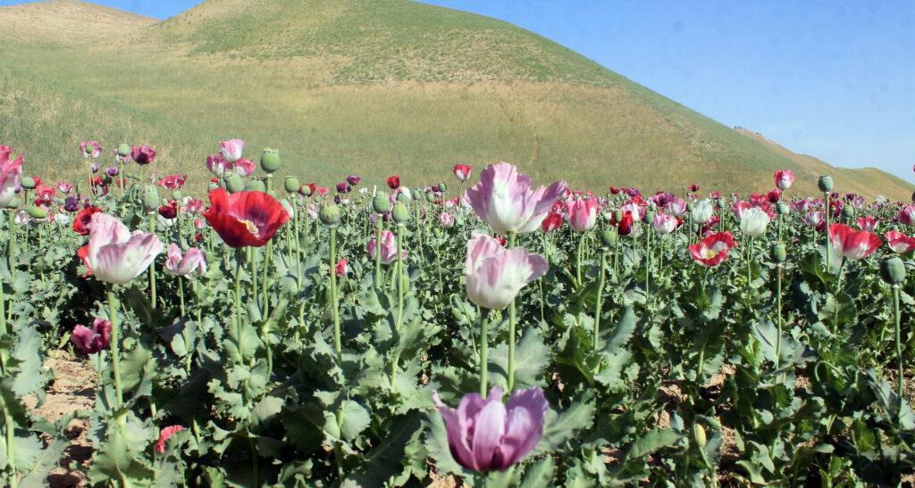 Taliban ban poppy cultivation in Afghanistan