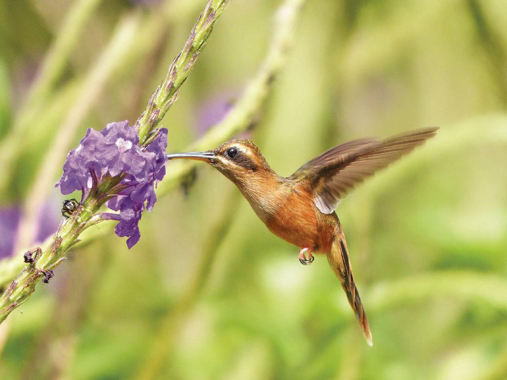 environment-ministry-to-coordinate-probe-of-declining-bird-species