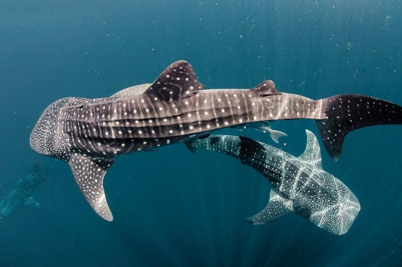 New Day Tour Launched To Sight Whale Sharks Of Qatar