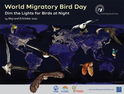  Dim The Lights For Migratory Birds Tonight 