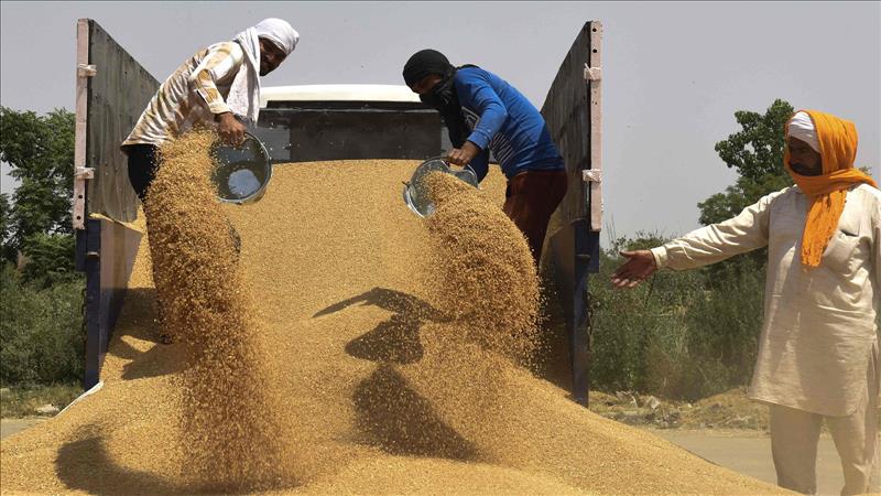 رغم قرار الحظر.. الهند تسمح بتصدير القمح للدول المحتاجة' 