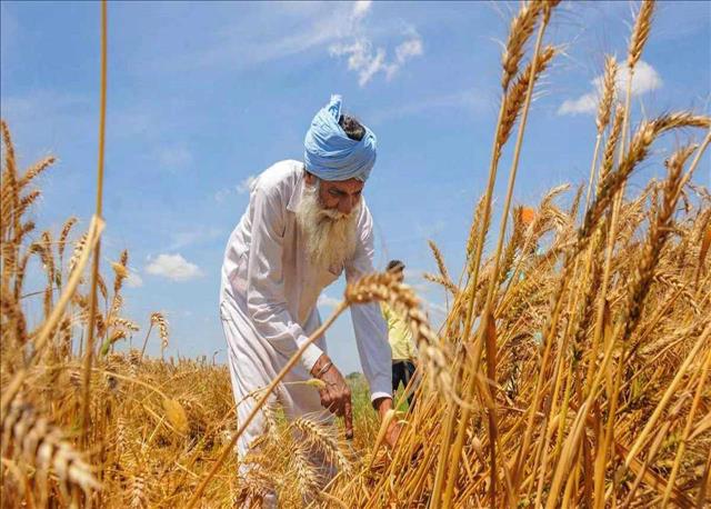 الولايات المتّحدة تناشد الهند العودة عن قرار حظر تصدير القمح' 