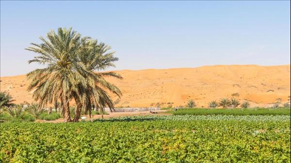 UAE: How Agriculture Improved Under The Leadership Of Sheikh...
