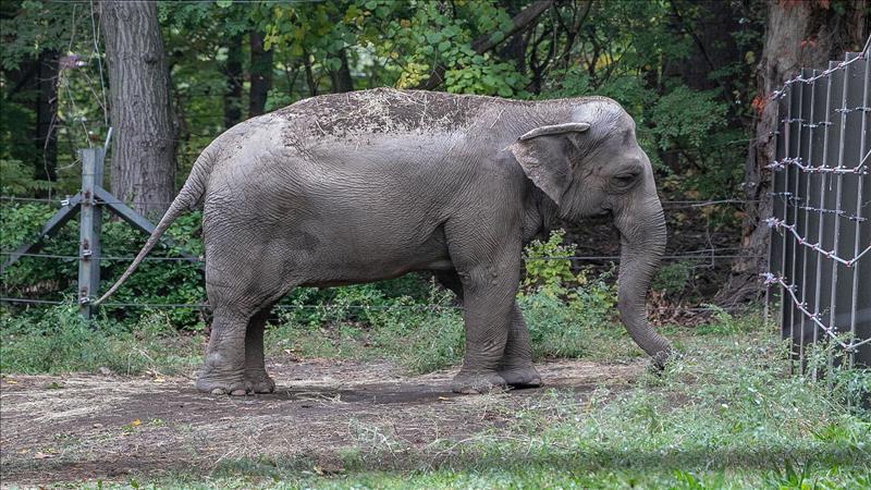 معركة قانونية في نيويورك لتخليص 'الفيلة هابي' من 'الاعتقال التعسفي'' 