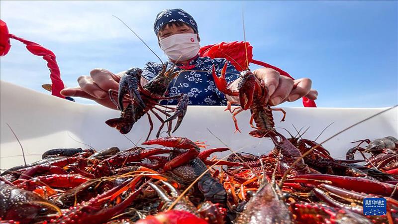 جيانغسو تستضيف مهرجان شيويي - الصين الدولي الـ 22 لصيد جراد البحر' 