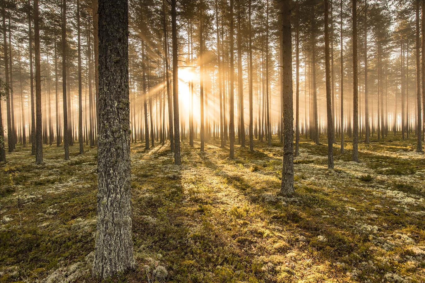 Stora Enso Launches Biodiversity Programme For Own Forests In Sweden