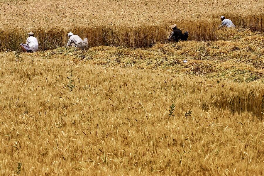 The Taliban Ministry Of Finance Suspends Wheat Exports, Cites Food Security