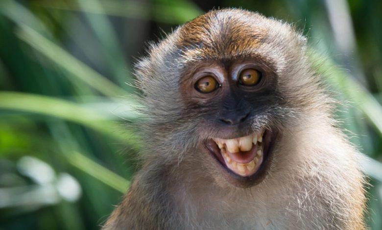 الصحة العالمية تتوقع ظهور المزيد من حالات جدري القرود على مستوى العالم