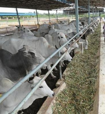  Tirupur Dairy Farmers Affected As Hiked Cotton Price Raises Price Of Cattle Feed 