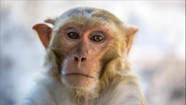 الإمارات تسجل أول إصابة بجدري القرود