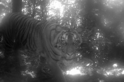 Another Man Mauled To Death By Tiger In UP's Lakhimpur Kheri 