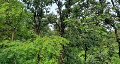  TN Forest Department To Increase Green Cover In Nilgiris By 33% 