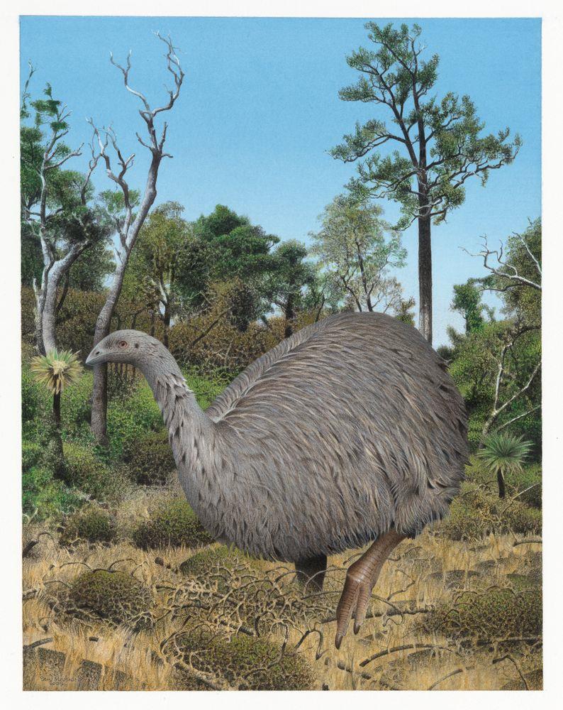 How Did Ancient Moa Survive The Ice Age  And What Can They Teach Us About Modern Climate Change?