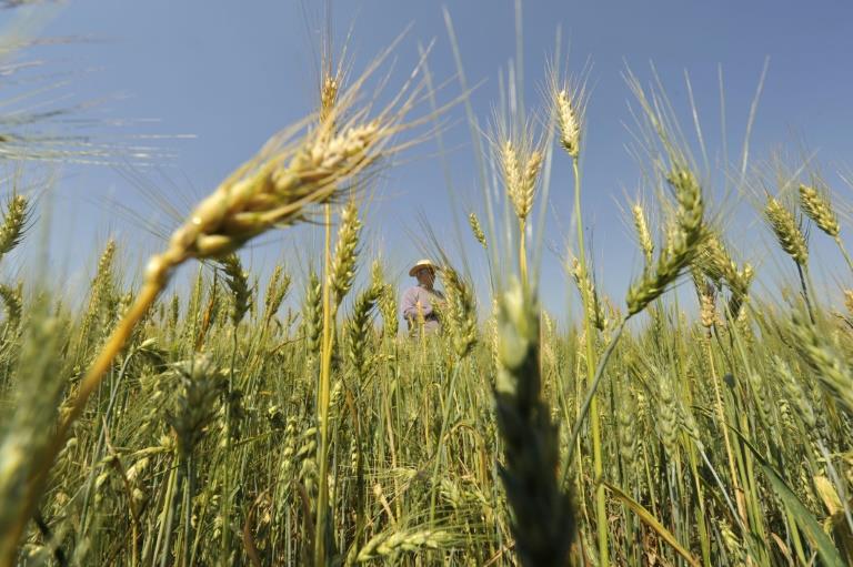Why South America's breadbasket isn't the answer to global wheat crisis