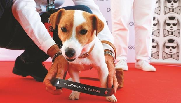 War Pony Poodle Fetches Palm Dog Prize At Cannes