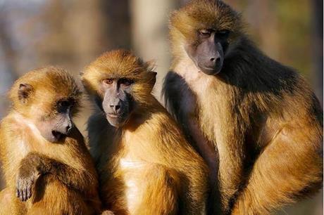 جدري القرود.. دعوات عالمية لتحرك أسرع لمواجهة التفشي