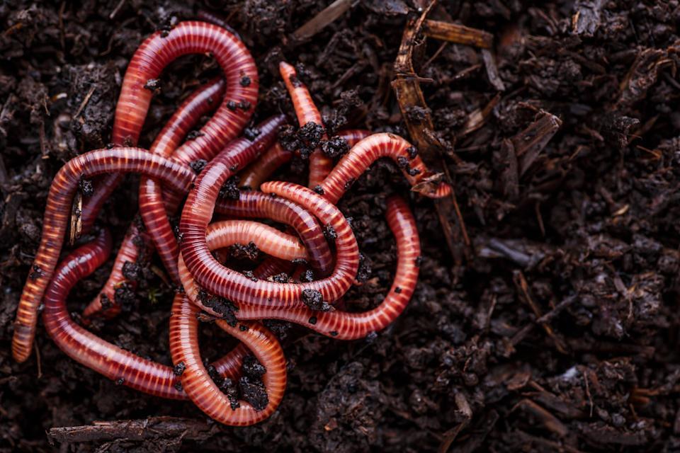 Jumping Worms Are Causing Devastation In The US
