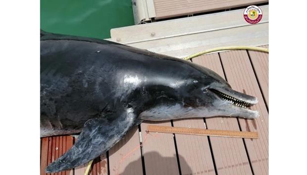 Dead Dolphin Found At Al Dhakira Beach