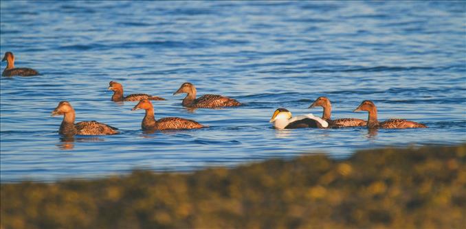 The Common Eider Sea Duck Contributes To Its Own Conservation By Donating Its Feathers