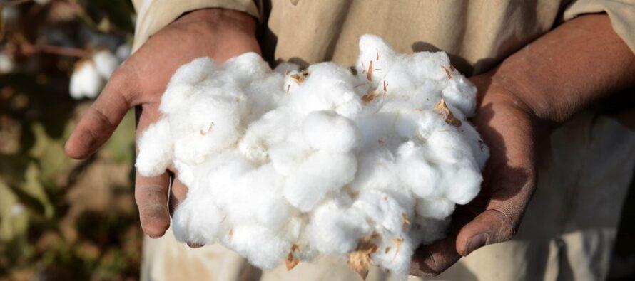Increase In Cotton Production In Afghanistan