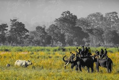  Assam's Kaziranga Park Faces New Threat From Invasive Plant Species 