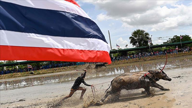 'تشونبوري' أرض الأرز ذي الجودة العالية متمسكة بتقليد سباقات الجواميس في تايلند.. فيديو' 
