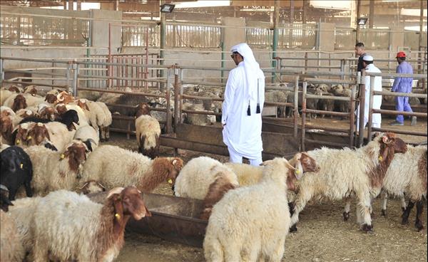 Outlets Start Receiving Sheep For Eid Al Adha