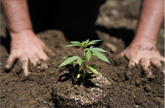 New York's 1St Legal Marijuana Crop Sprouts Under The Sun